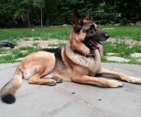 German Shepherd shot by NJ cop at wrong address