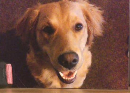 golden retriever died from xylitol gum
