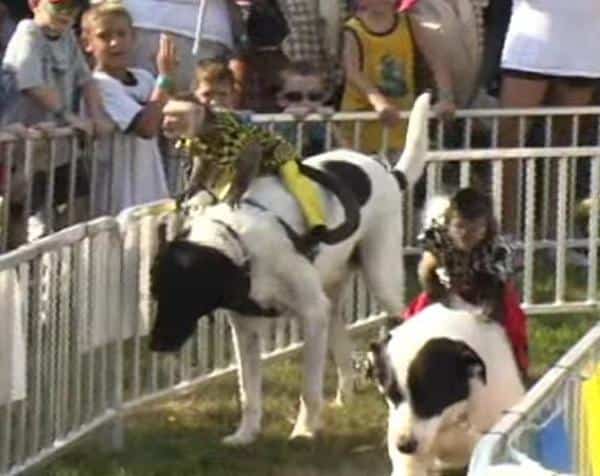 Banana Derby monkey jockeys on dogs