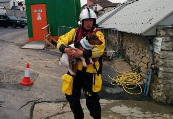 spott jack russell terrier runs off cliff