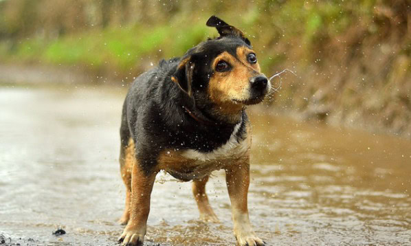 wet dog shaking off water