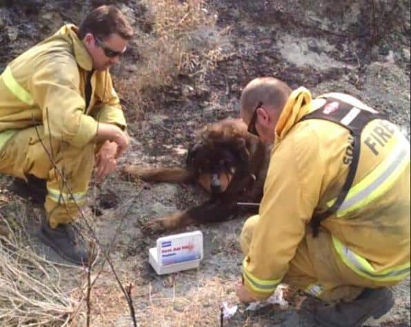 firefighters save burned dog in Rocky Fire