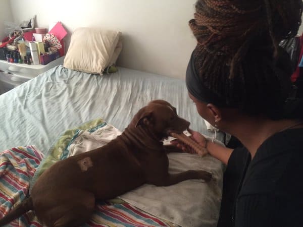 deaf woman's service dog shot by cop