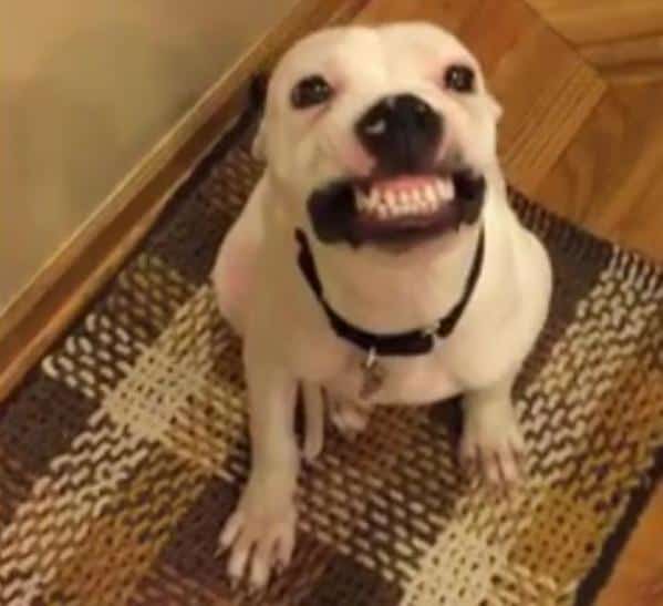 herbert dog says cheese