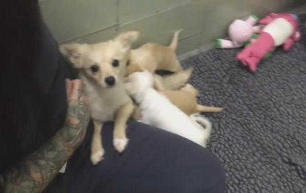 mother dog reunites with puppies