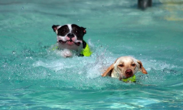 hot weather tips to keep dogs safe
