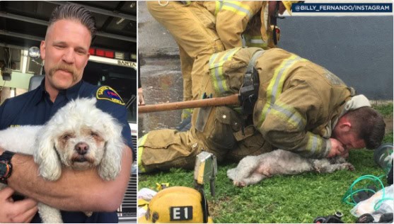 firefighter saves unresponsive dog