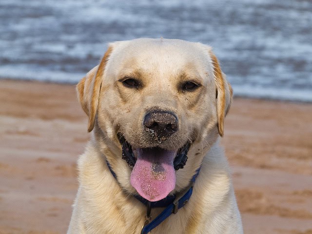 Labrador Retriever most popular AKC breed