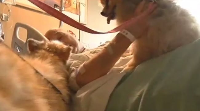 Wisconsin tornado survivor reunited with two lost dogs