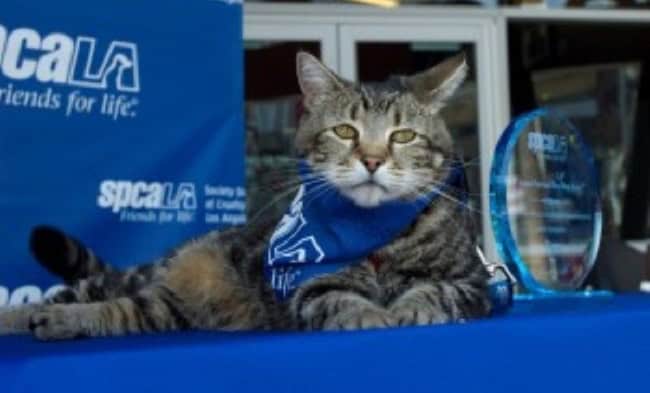 Tara hero cat saved boy from dog attack