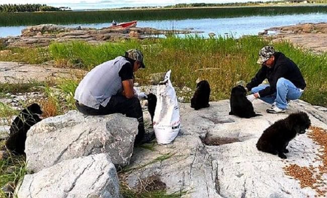 puppies found on uninhabited island