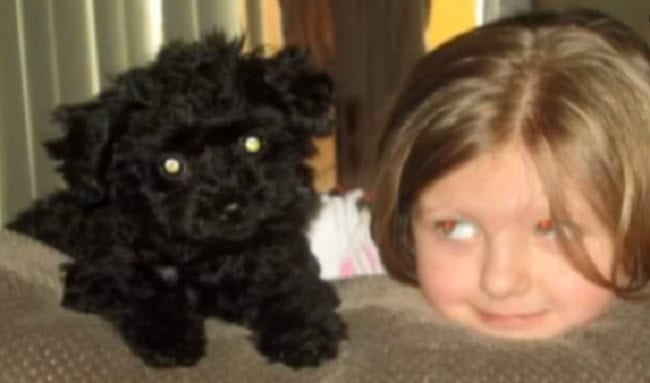 hero dog dies protecting family from bear