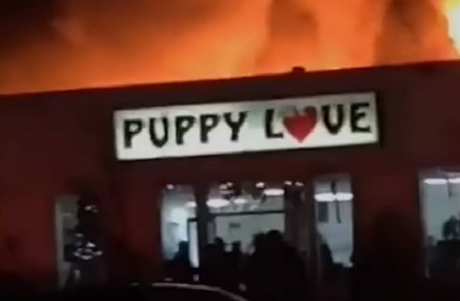 puppies rescued from pet store fire