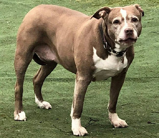 pit bull alerts authorities to gas leak