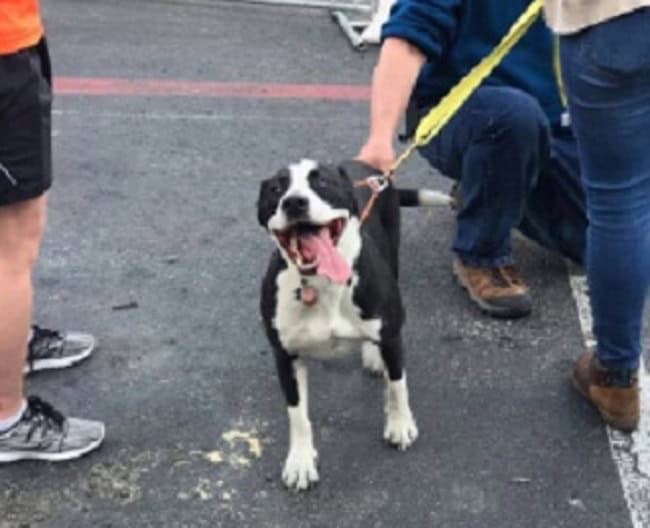 pit bull survived apartment fire