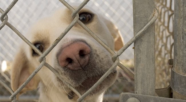 dog in animal shelter