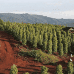 Kebun Merica di Loeha Raya