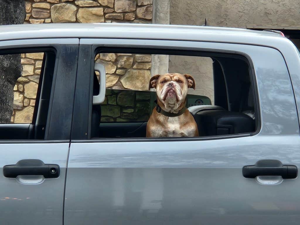 grumpy dog portrait