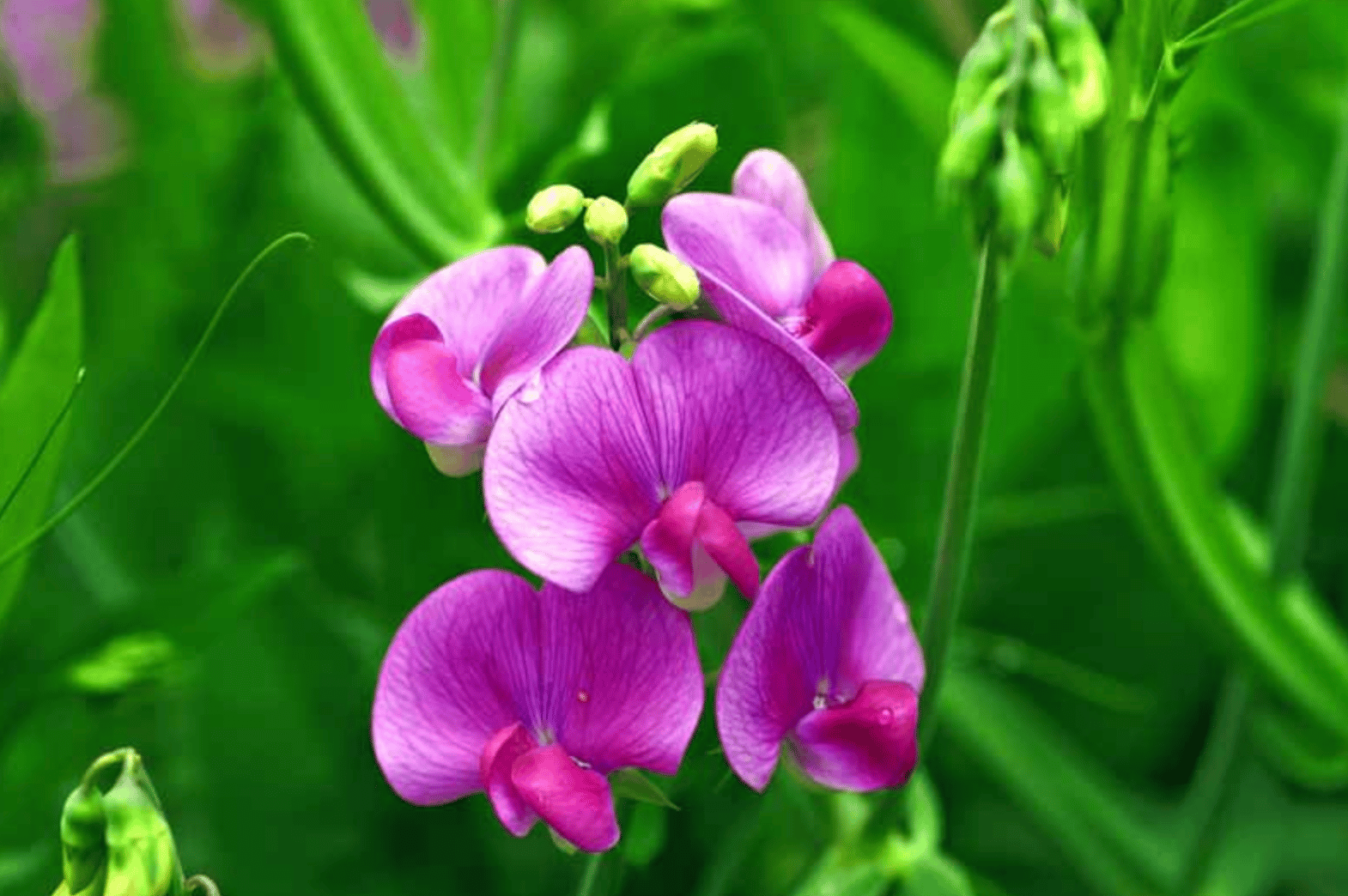 Grow Sweet Peas Flowers