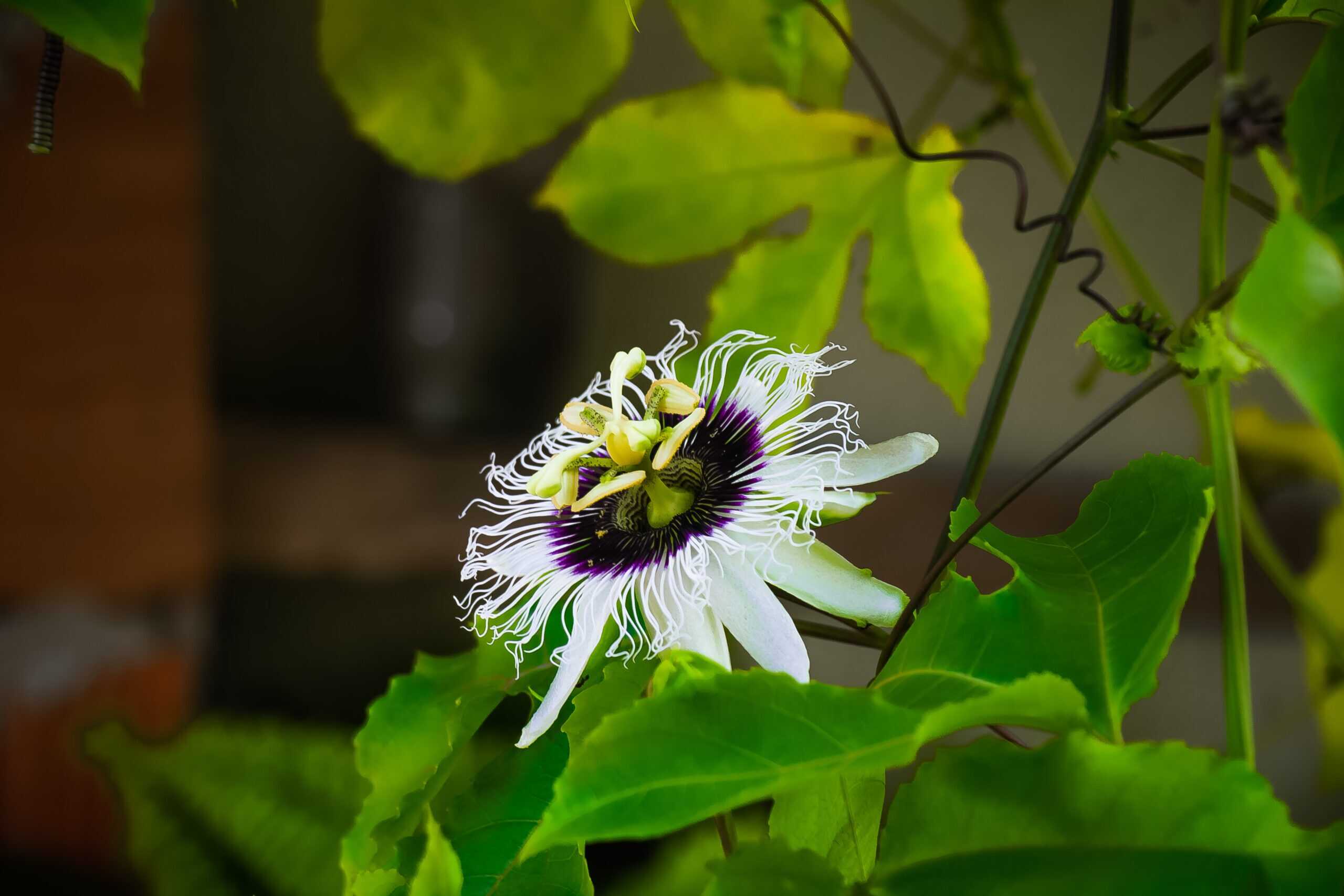 passiflora caerulea