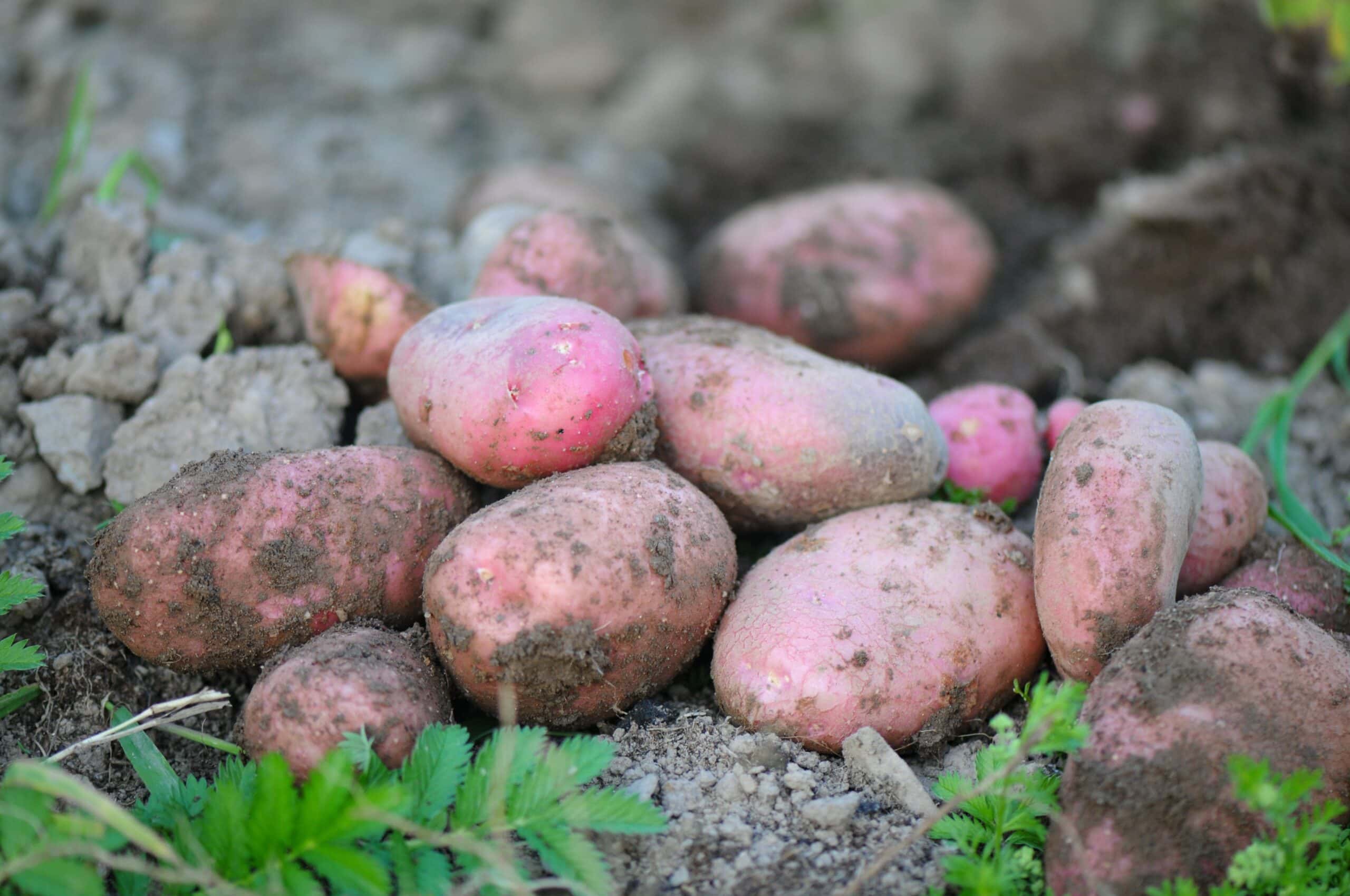 how to grow potatoes