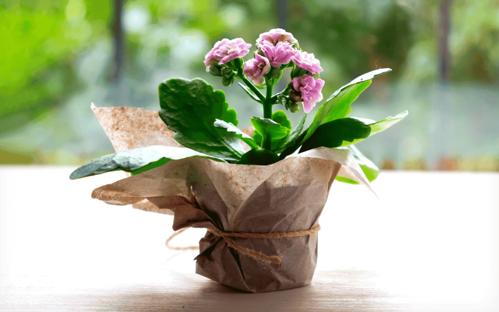 grow and care azalea