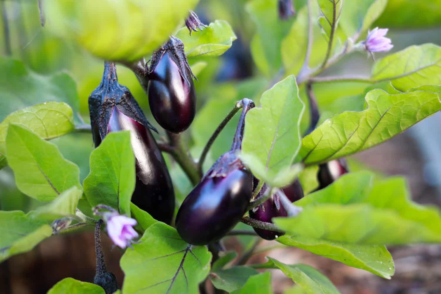grow-brinjal-plants