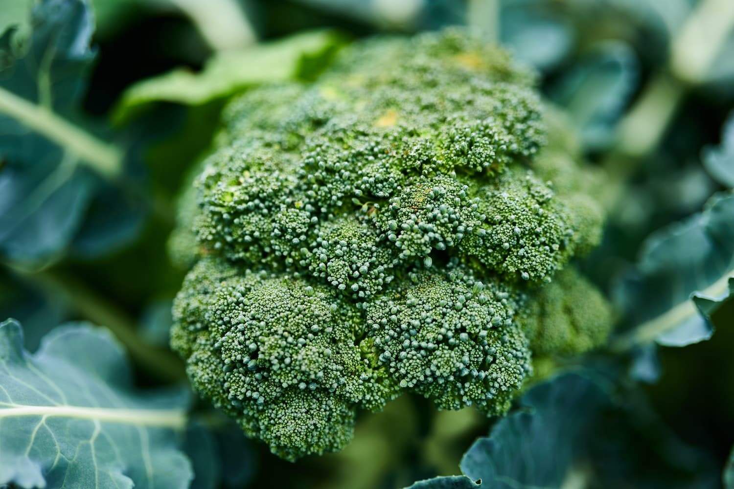 grow broccoli