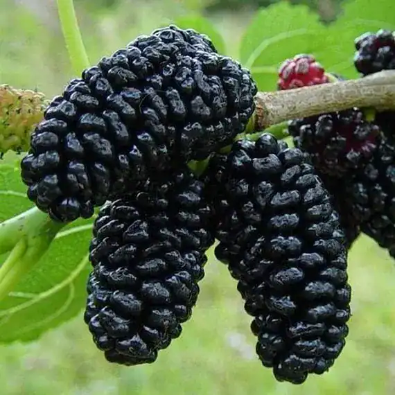 grow and care mulberry tree
