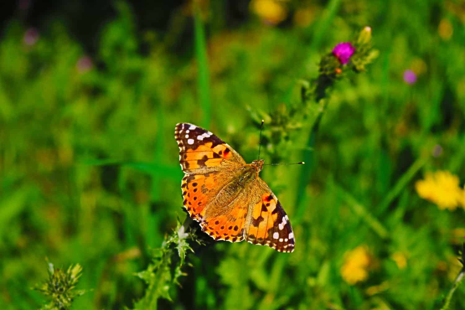 plants that attracts butterflies