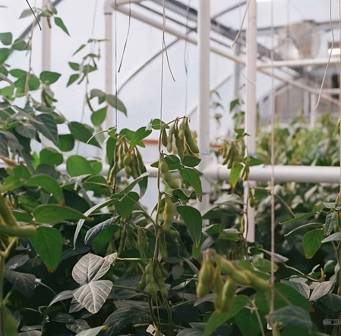 VegNews.SoyPlants2.NobellFoods