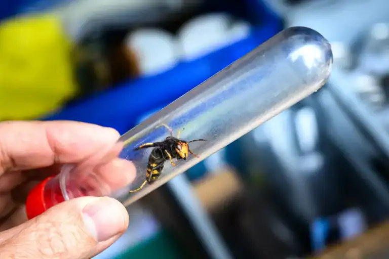 Biodiversiteit onder druk: Elsene onderneemt actie tegen Aziatische hoornaar