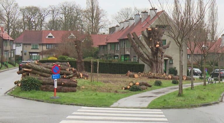 Kastanjeboom in Watermaal-Bosvoorde gesnoeid na veiligheidsbeoordeling