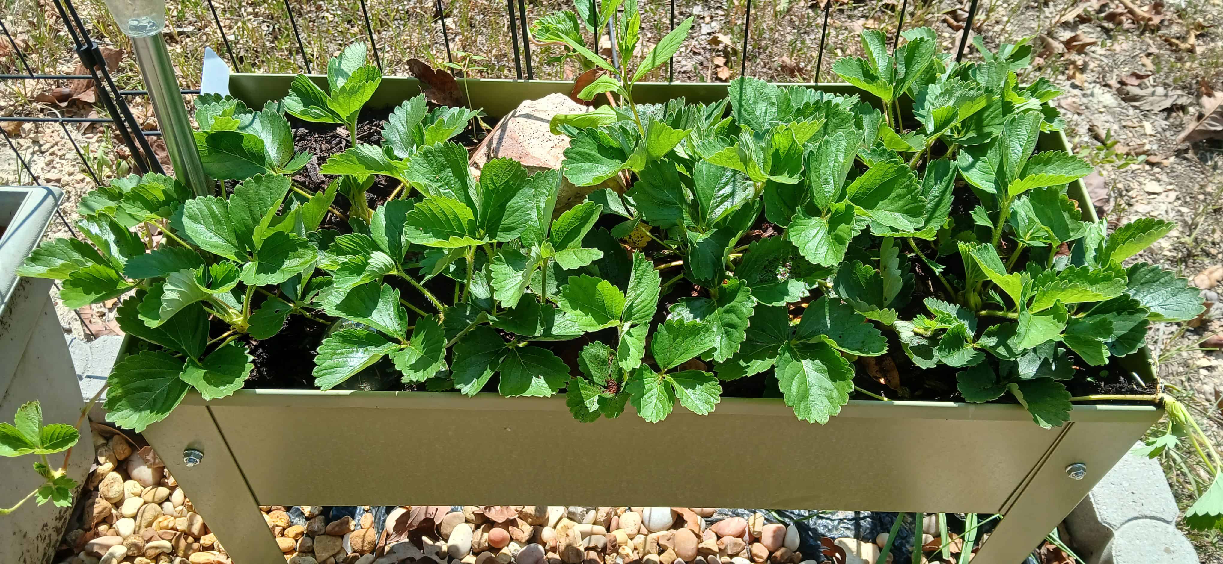See what’s growing on the homestead this summer: a lemon tree, strawberries, rainbow chard, banana trees, peppers, sweet potatoes, figs, blackberries, and more — plus what didn’t survive.